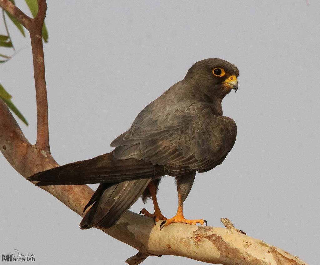 Sooty Falcon reference