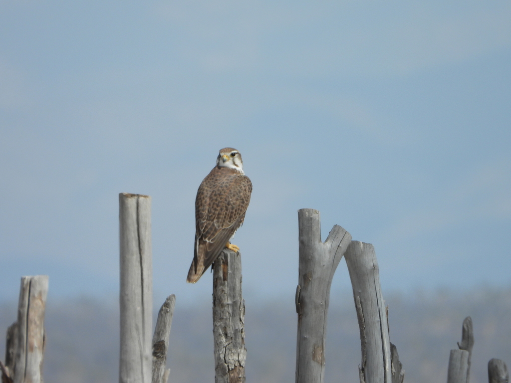 Prairie Falcon reference