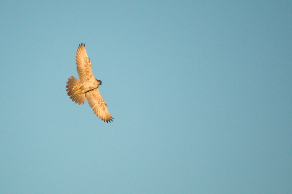 Gyrfalcon reference