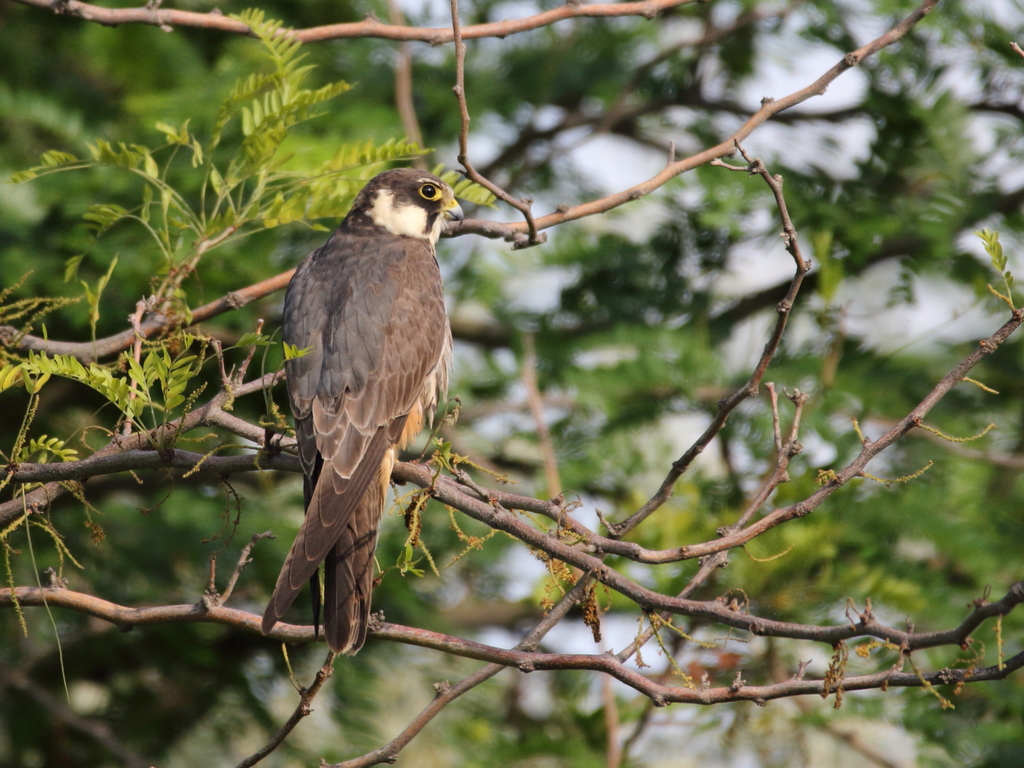 Eurasian Hobby reference