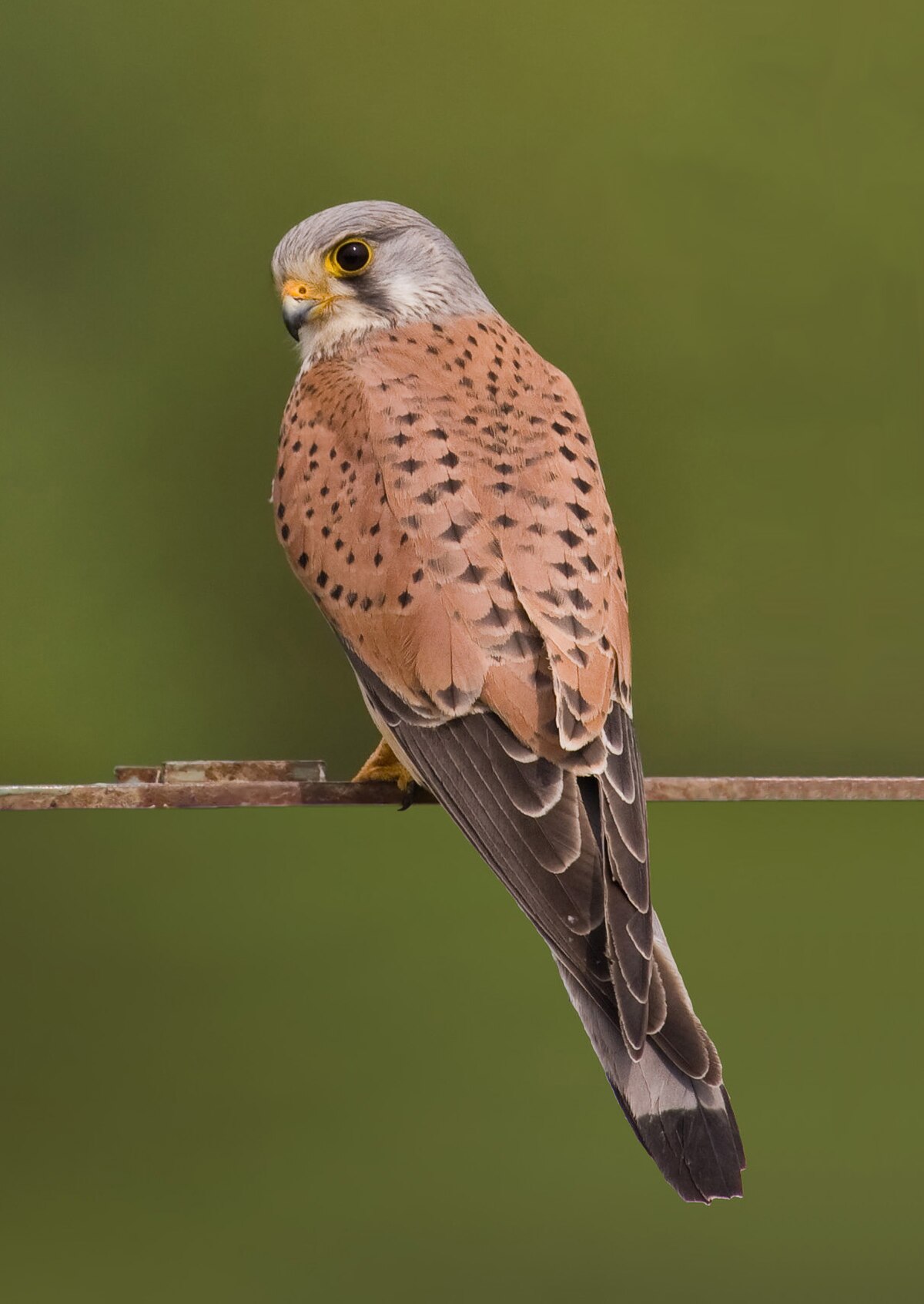 Eurasian Kestrel reference