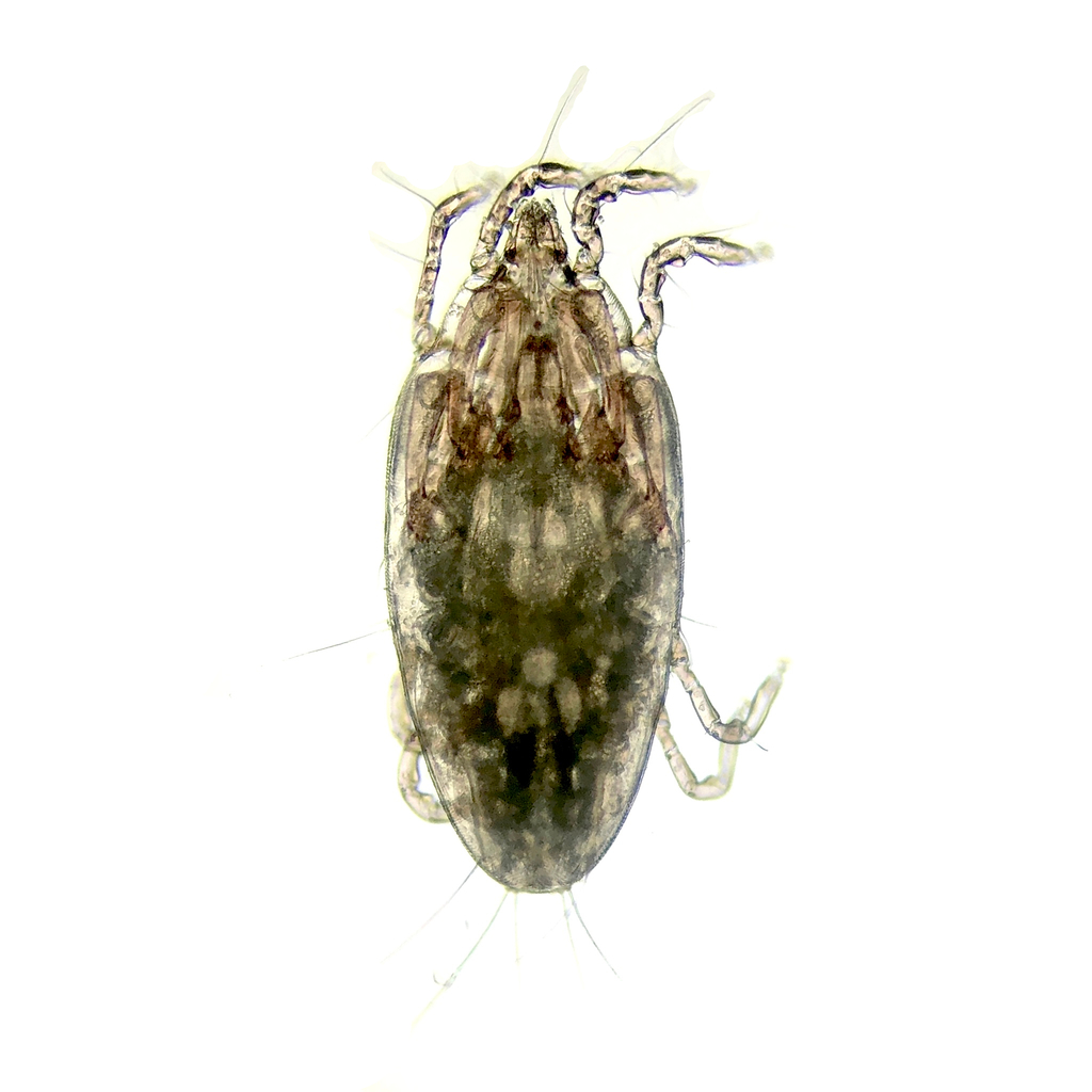Falculifer rostratus reference
