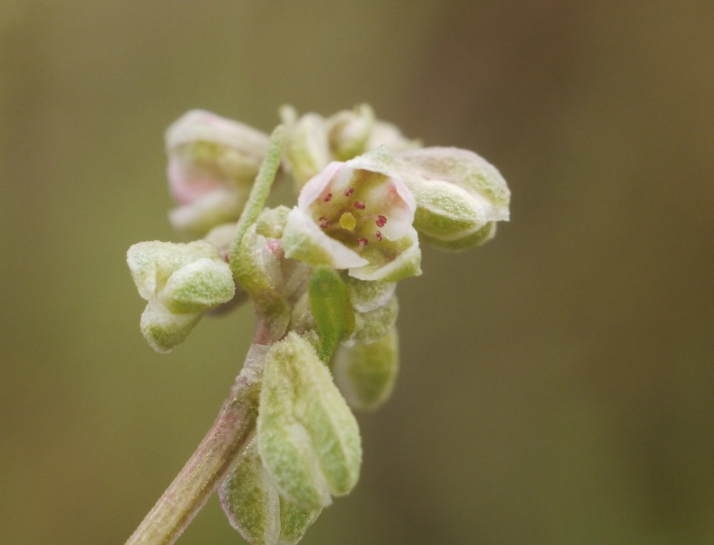 Black-bindweed reference