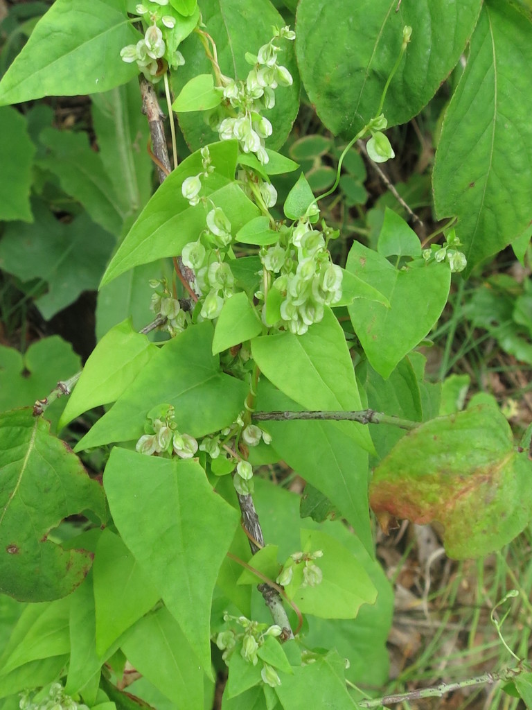 Copse-bindweed reference