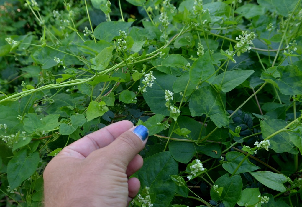 Climbing False Buckwheat reference