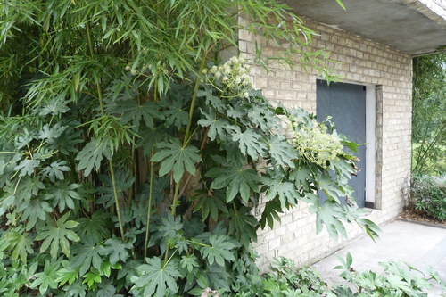 Japanese Aralia reference