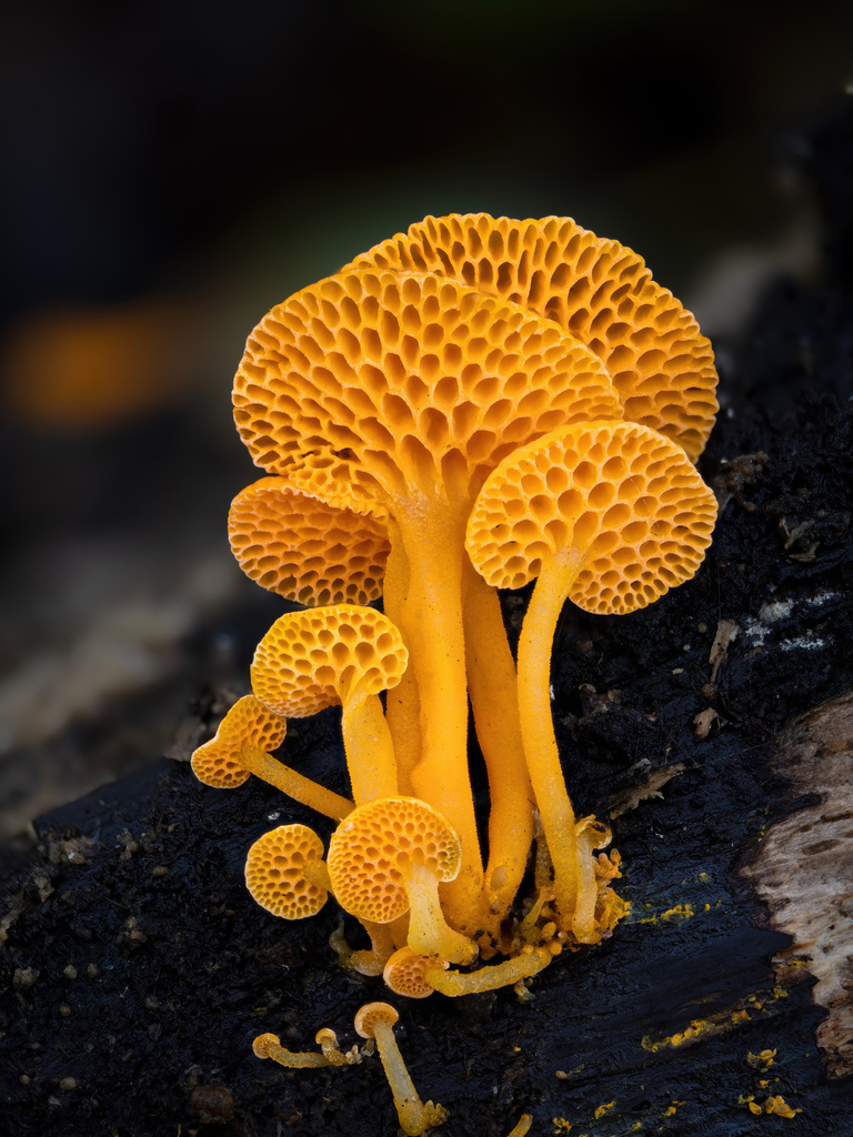 Orange Pore Fungus reference