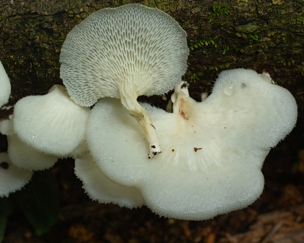 Forest Fungi reference