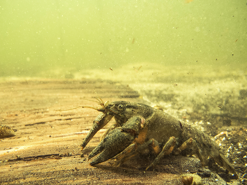 Spinycheek Crayfish reference