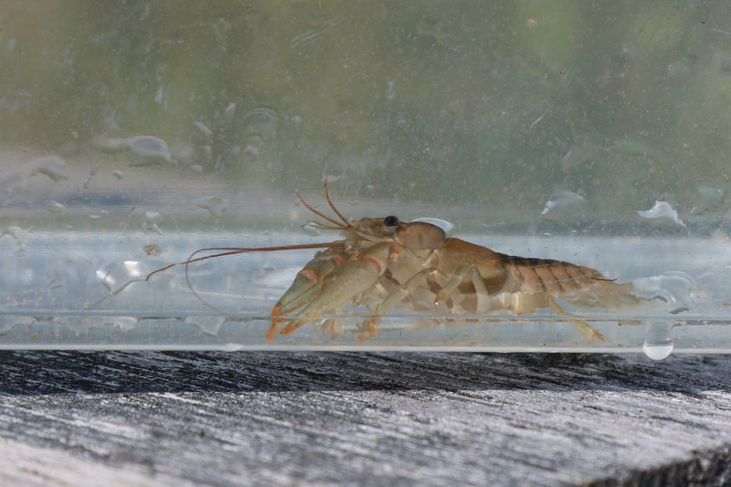 Northern Clearwater Crayfish reference
