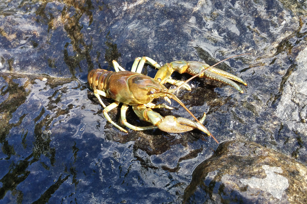 Rusty Crayfish reference