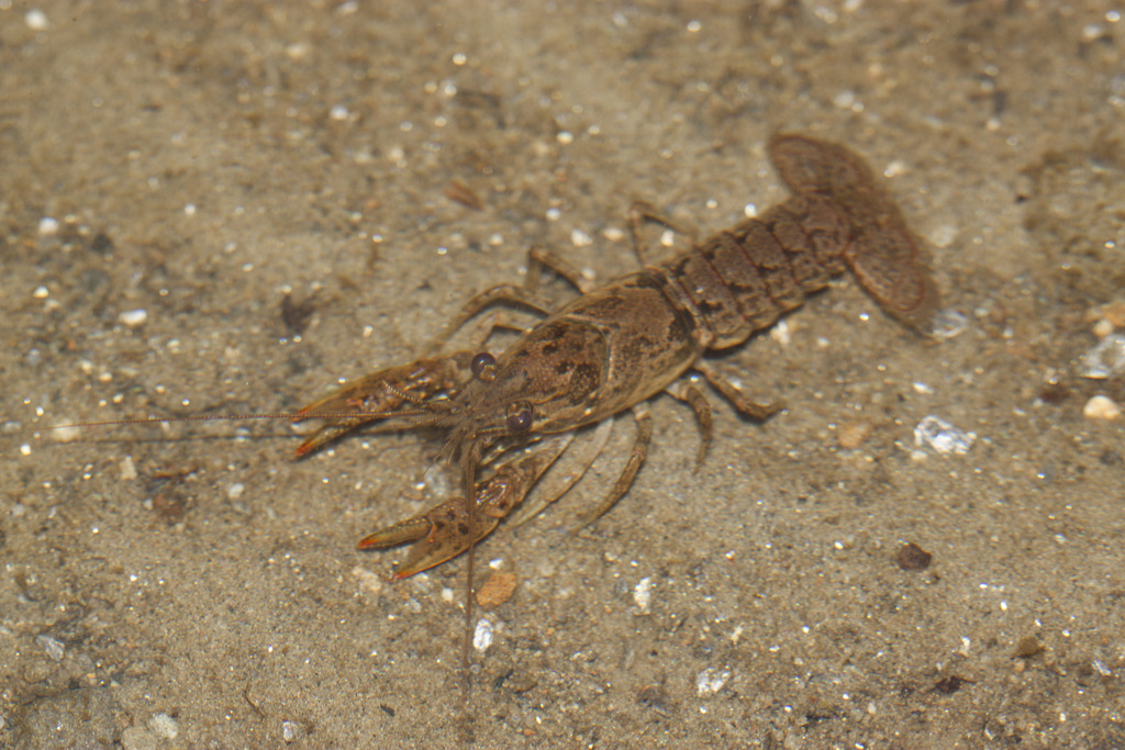 Northern Crayfish reference