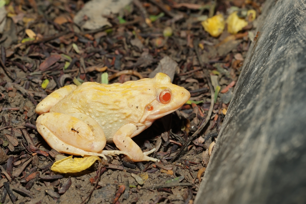 Paddy Field Frog reference