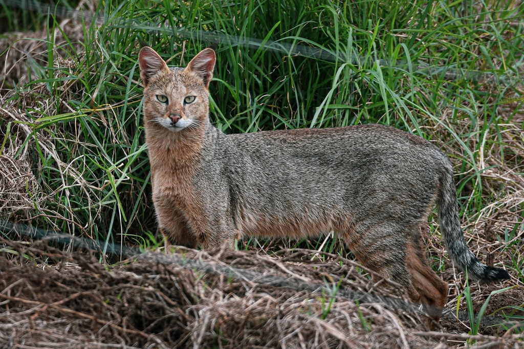 Jungle Cat reference