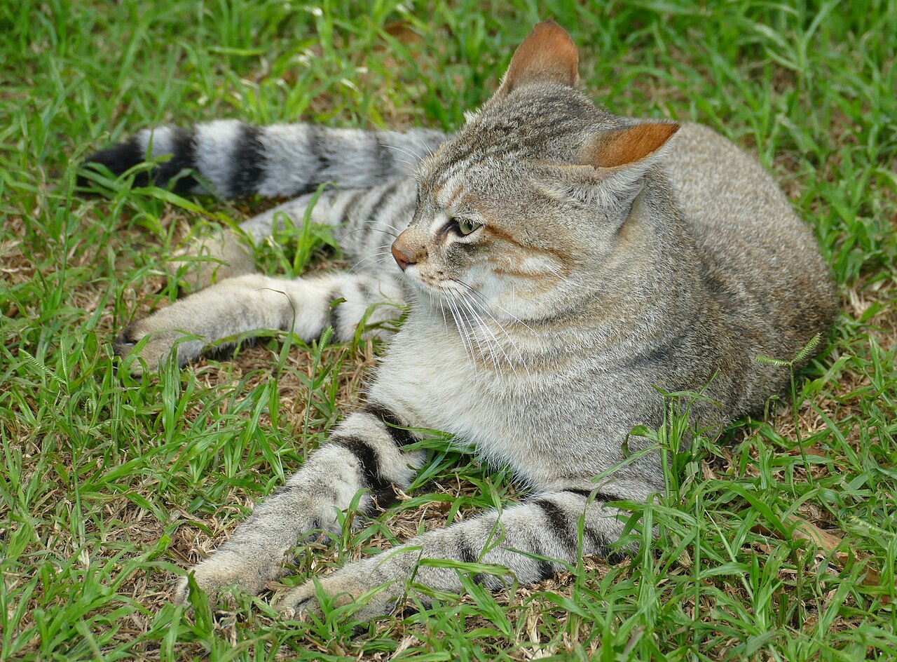African Wildcat reference