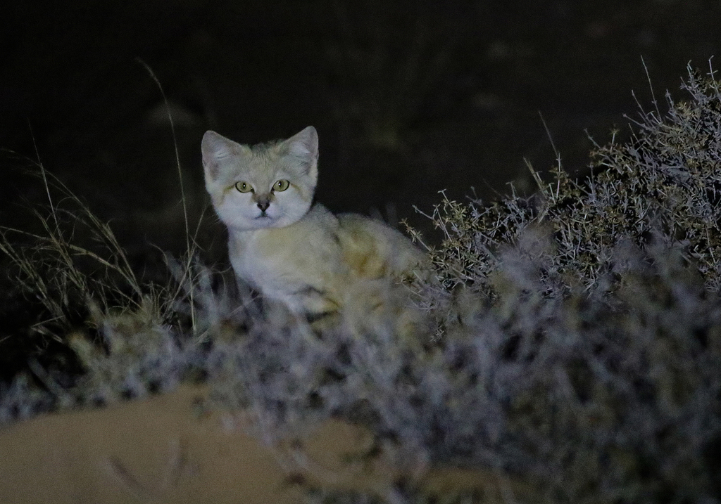 Sand Cat reference