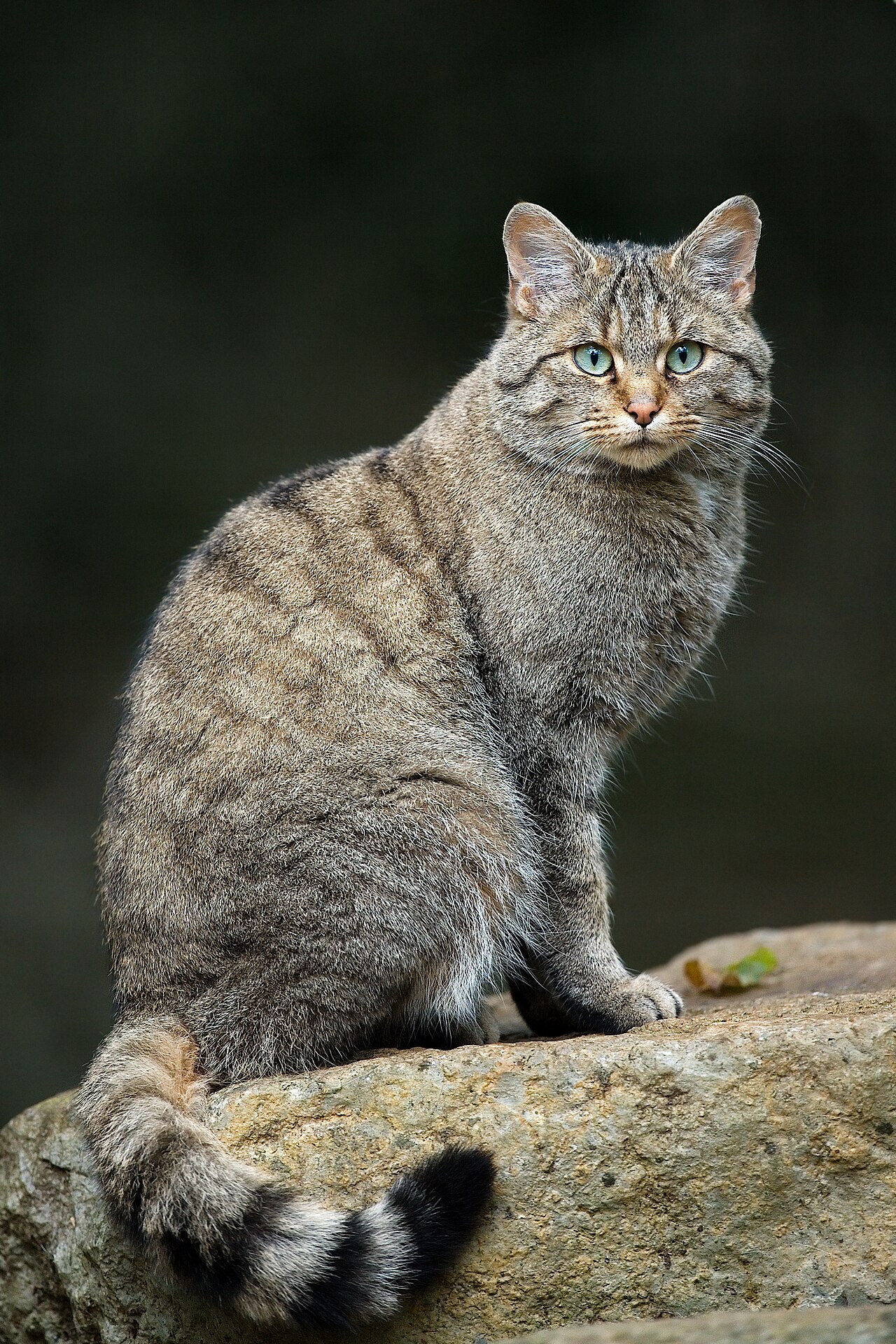 European Wildcat reference