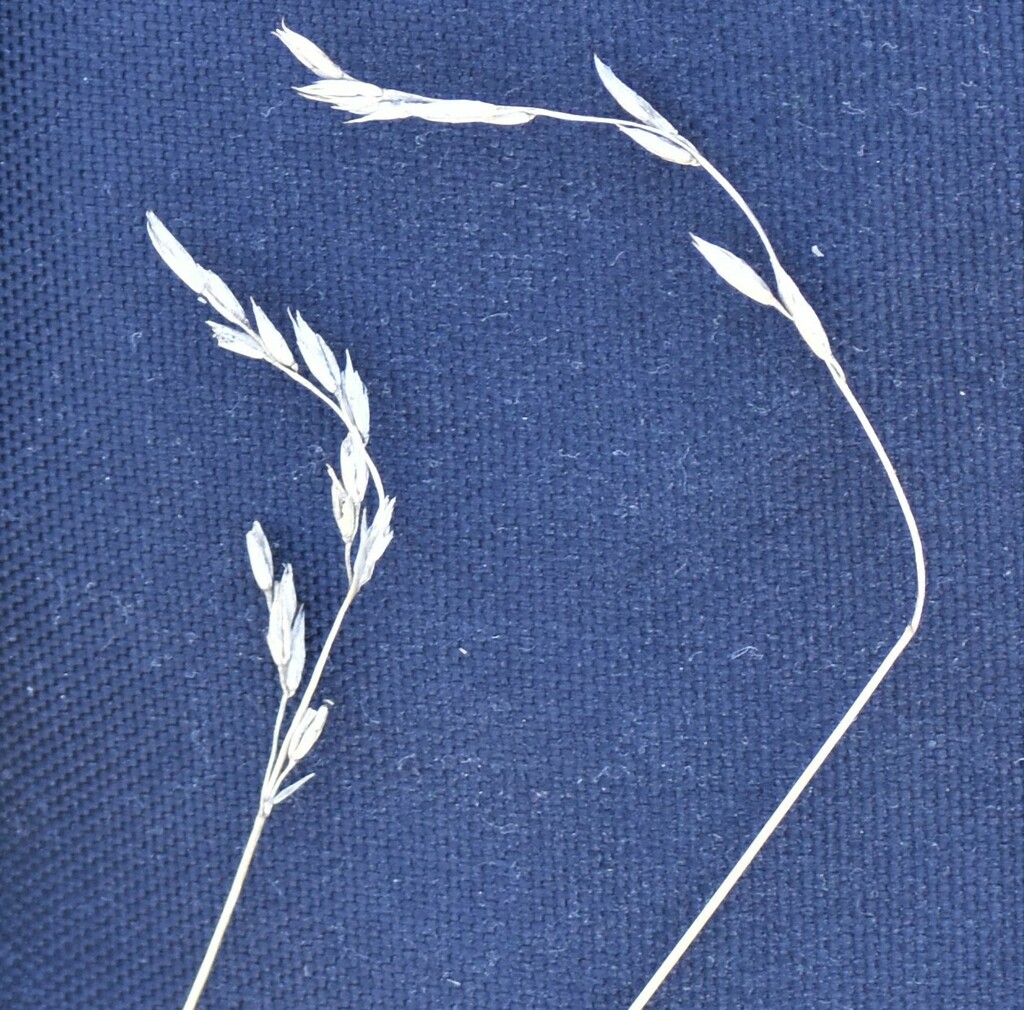 Rough Fescue reference