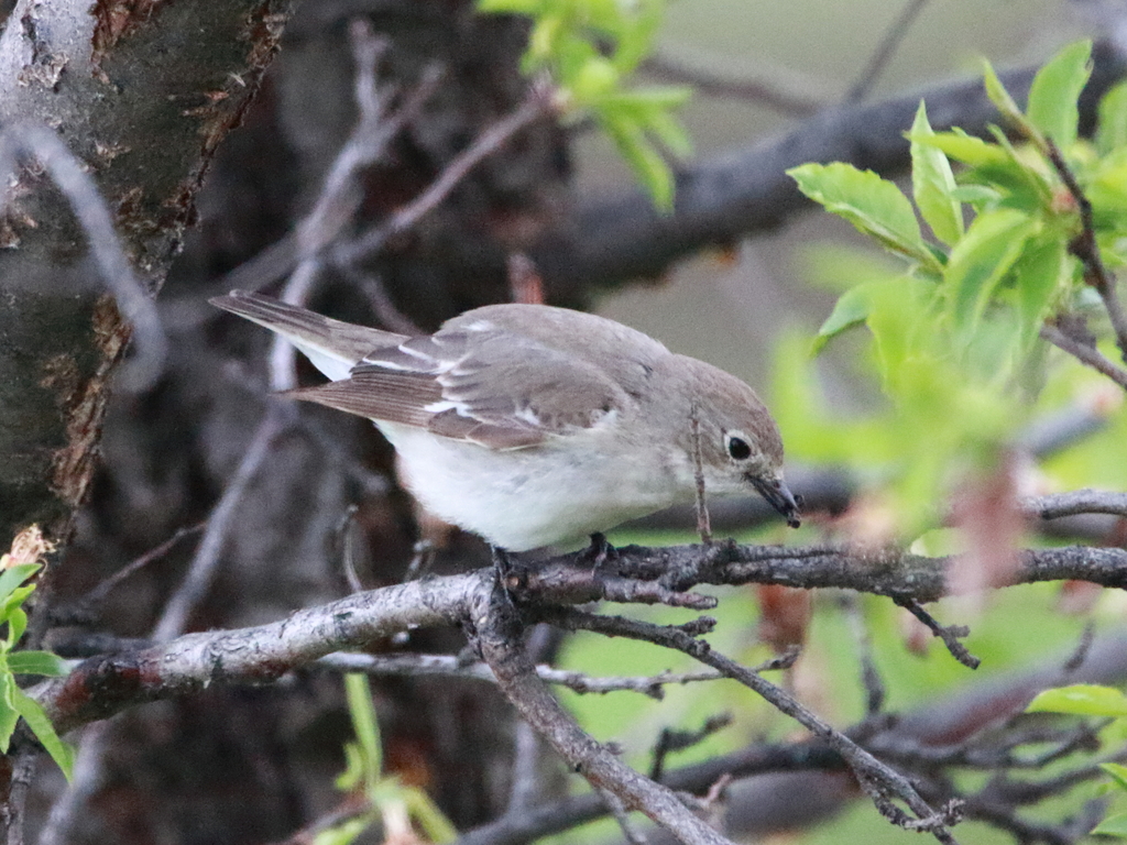 Semicollared Flycatcher reference