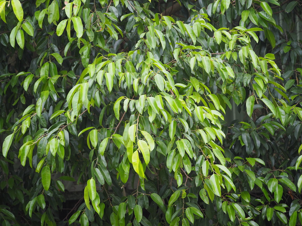 Weeping Fig reference