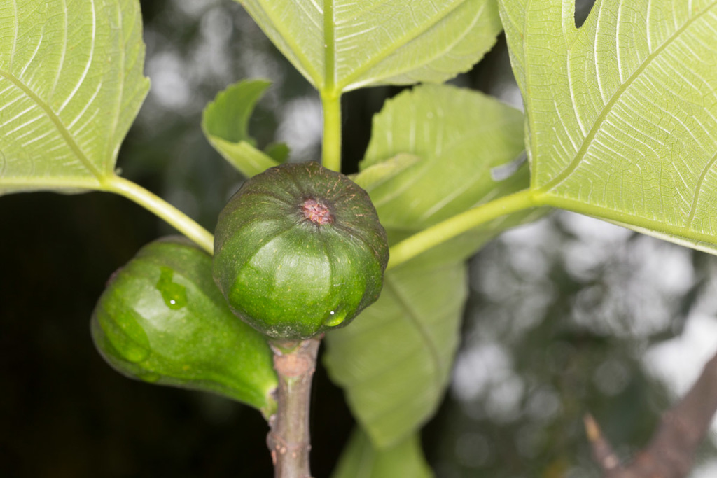 common fig reference