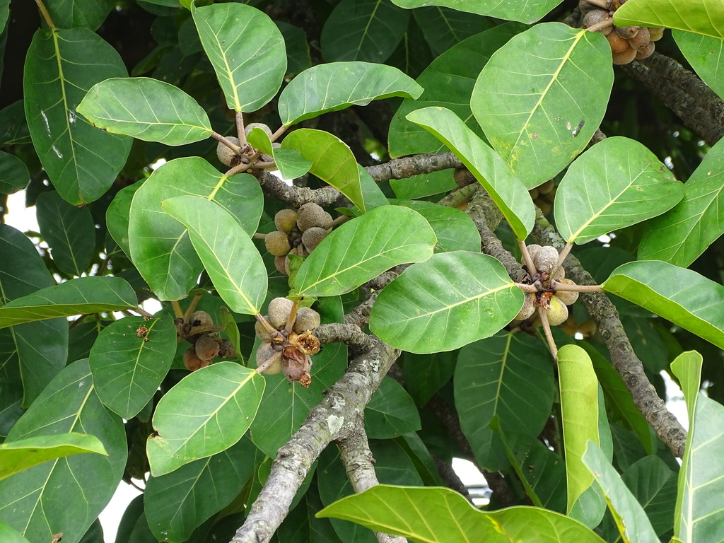 Giantleaf Fig reference