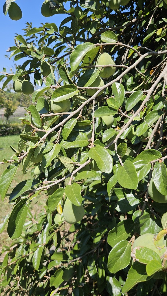 Climbing fig reference