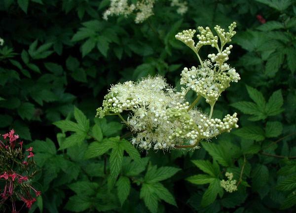 Meadowsweet reference