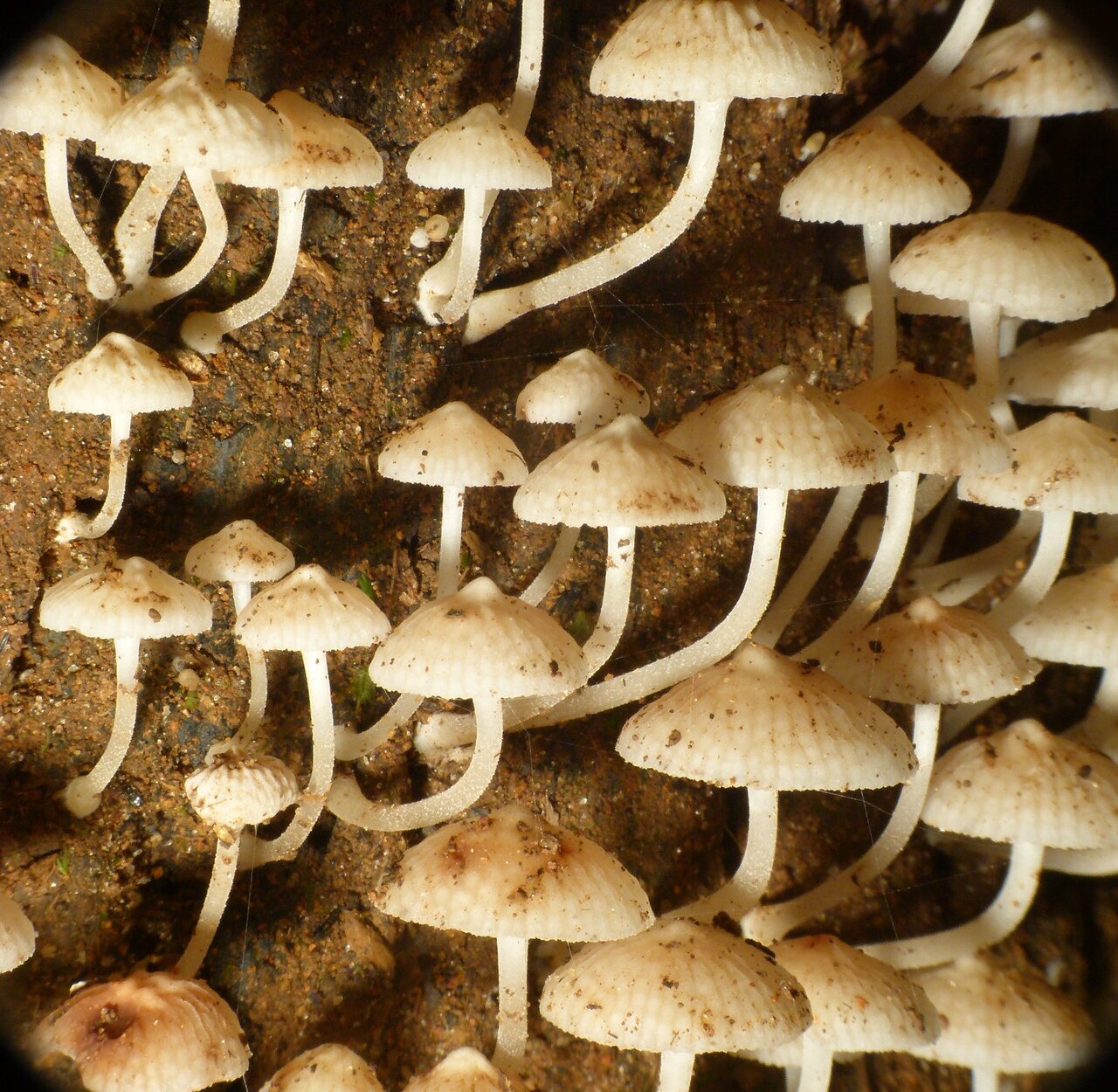 Filoboletus manipularis reference