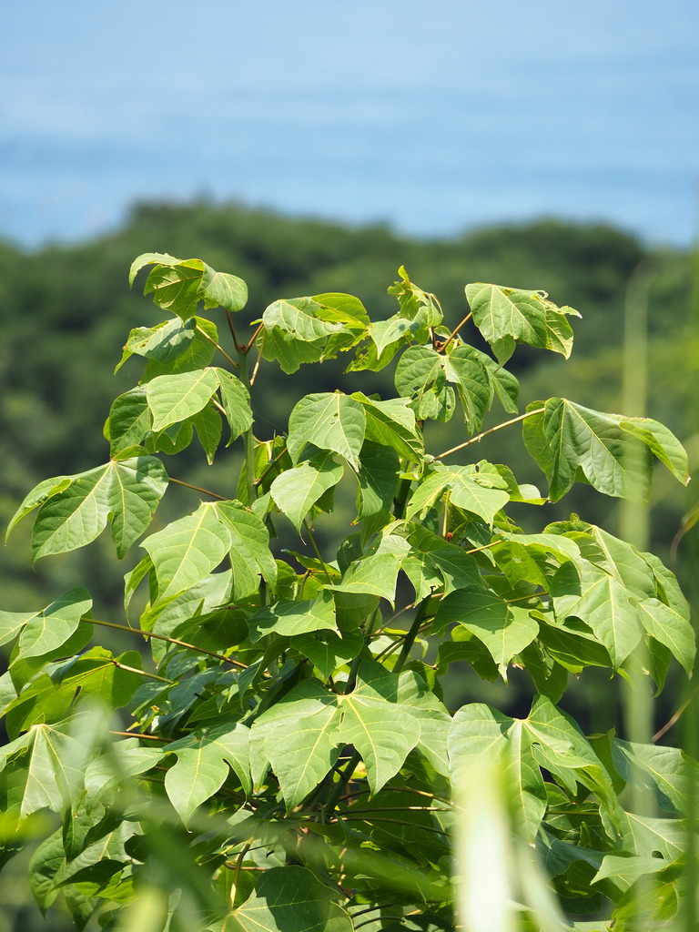 Chinese parasol tree reference