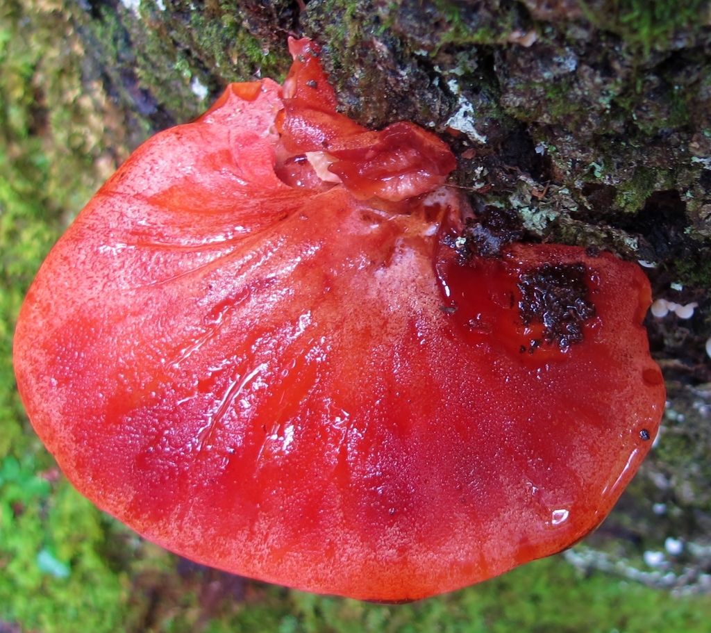 Beefsteak Fungus reference