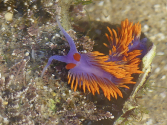 Spanish Shawl reference