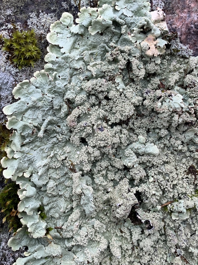 Rock Greenshield Lichen reference