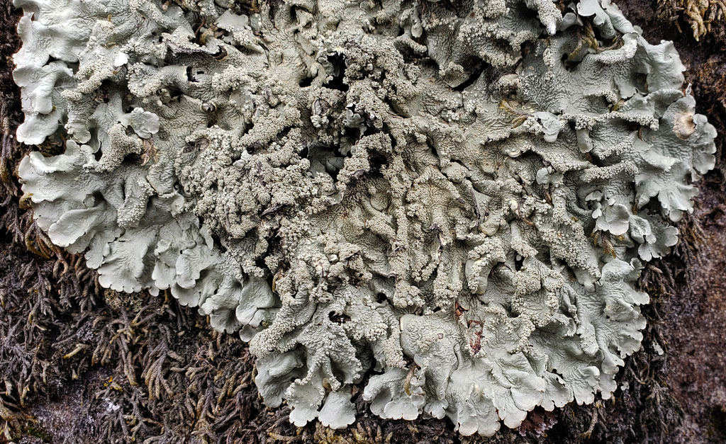 common greenshield lichen reference