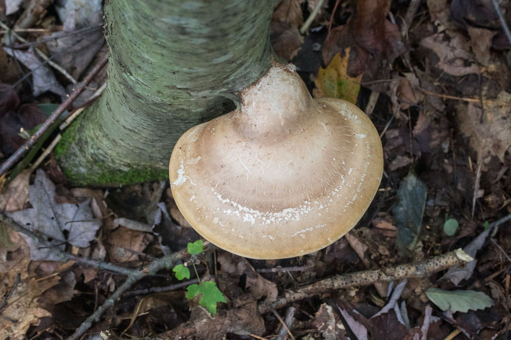 Birch Polypore reference