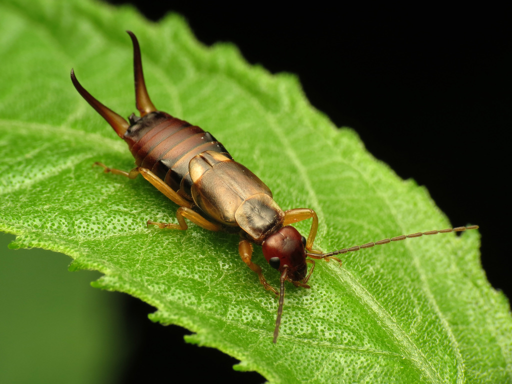 European Earwig reference