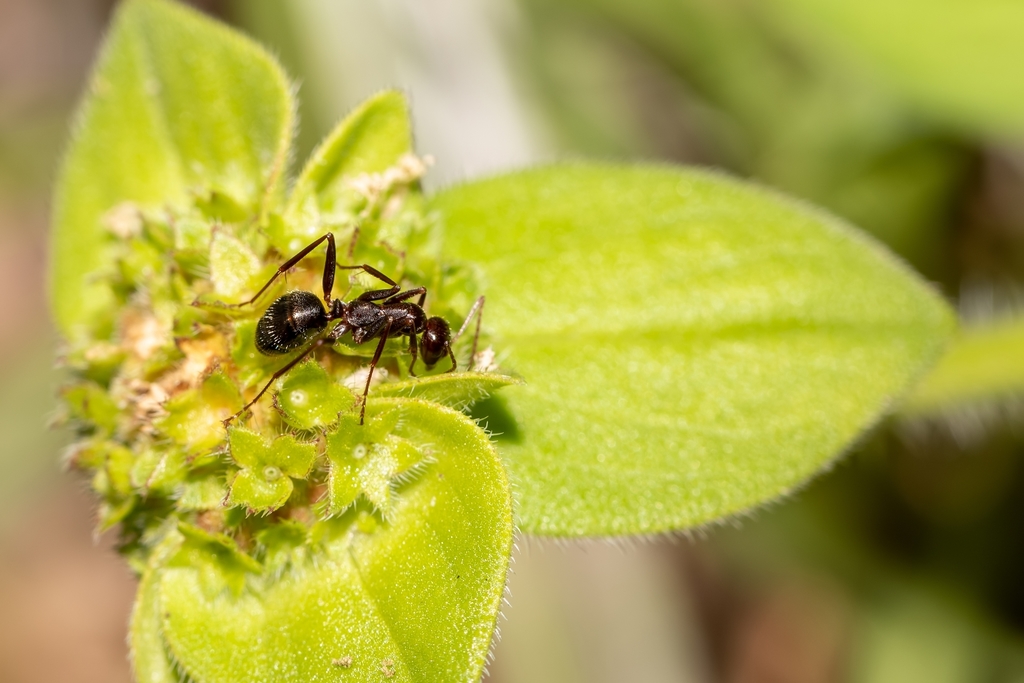 Variable Field Ant reference