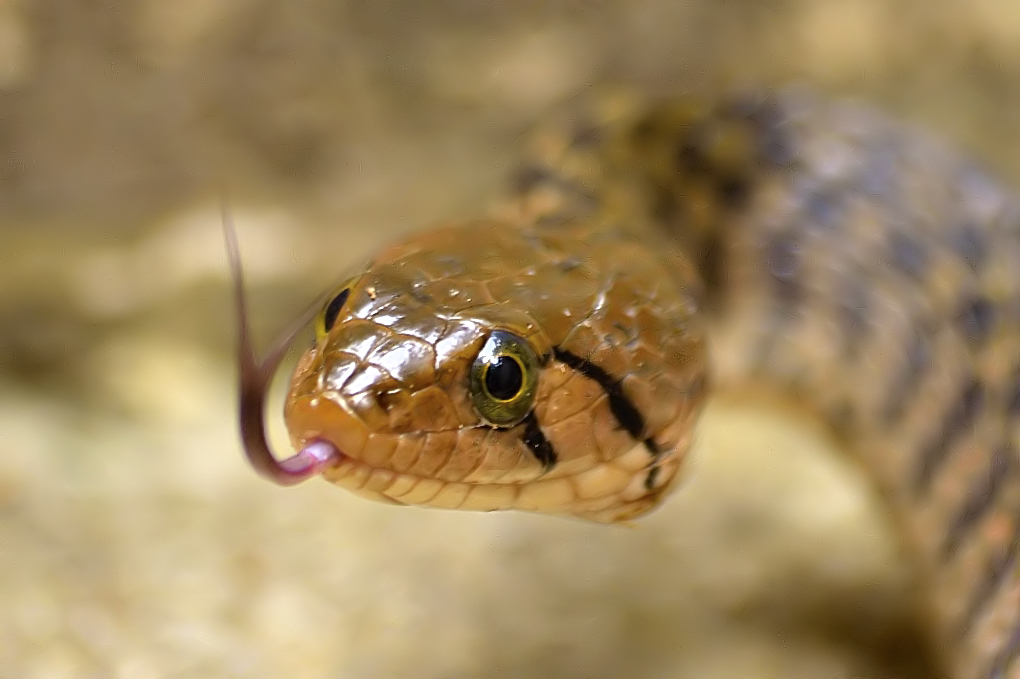 Chequered Keelback reference