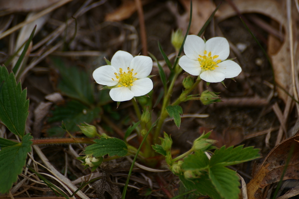 Virginia strawberry reference