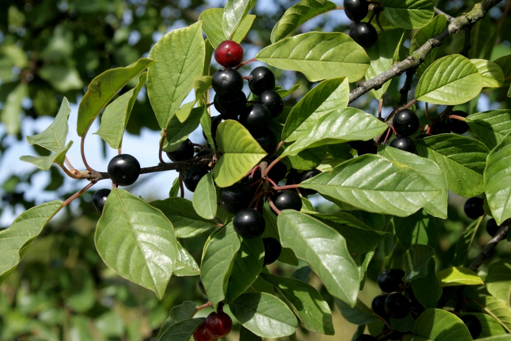 alder buckthorn reference
