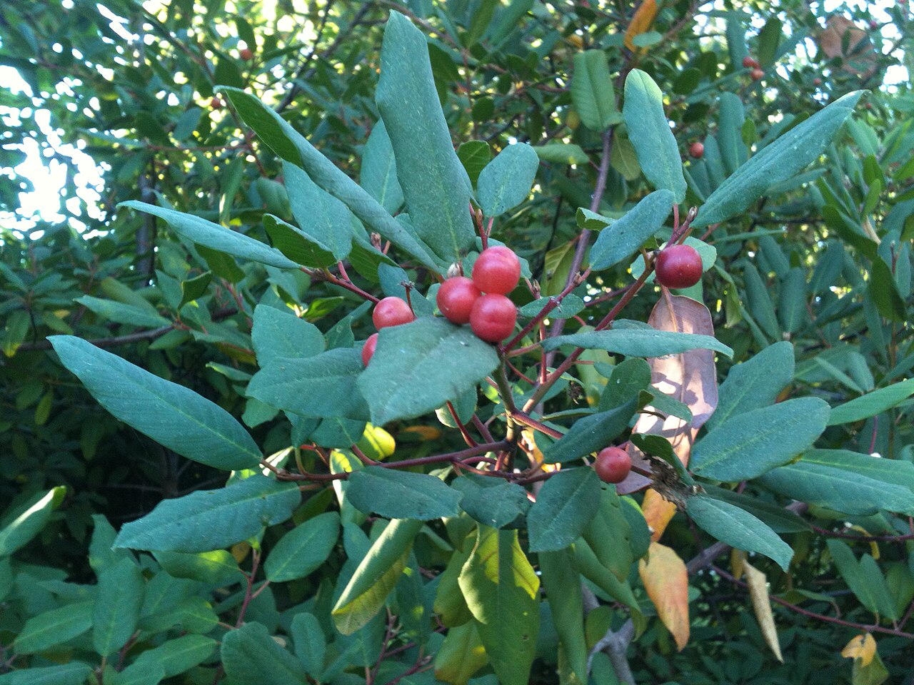 coffeeberry reference