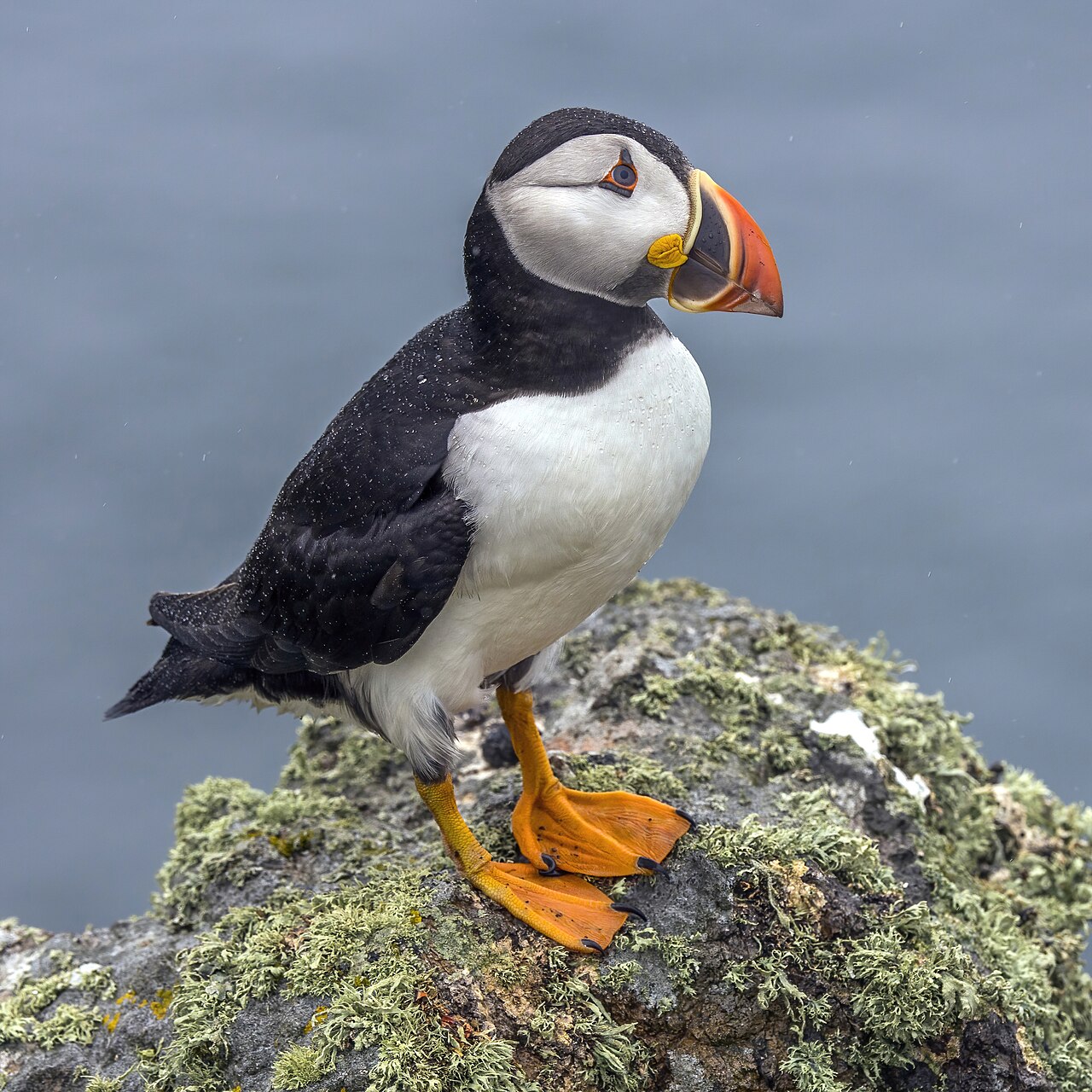 Atlantic Puffin reference