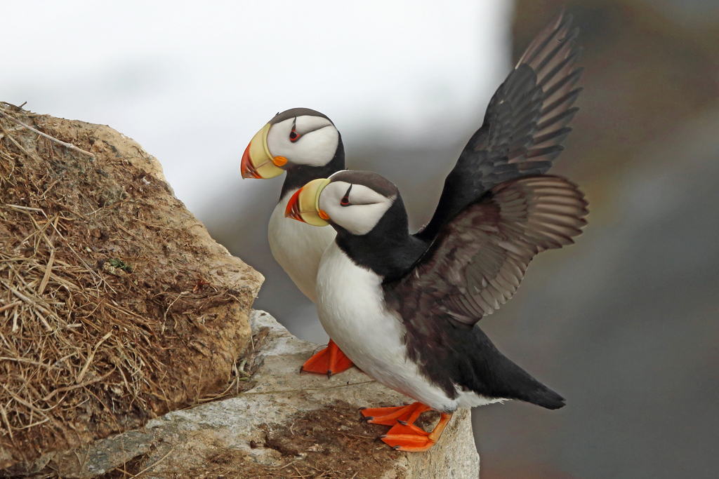 Horned Puffin reference