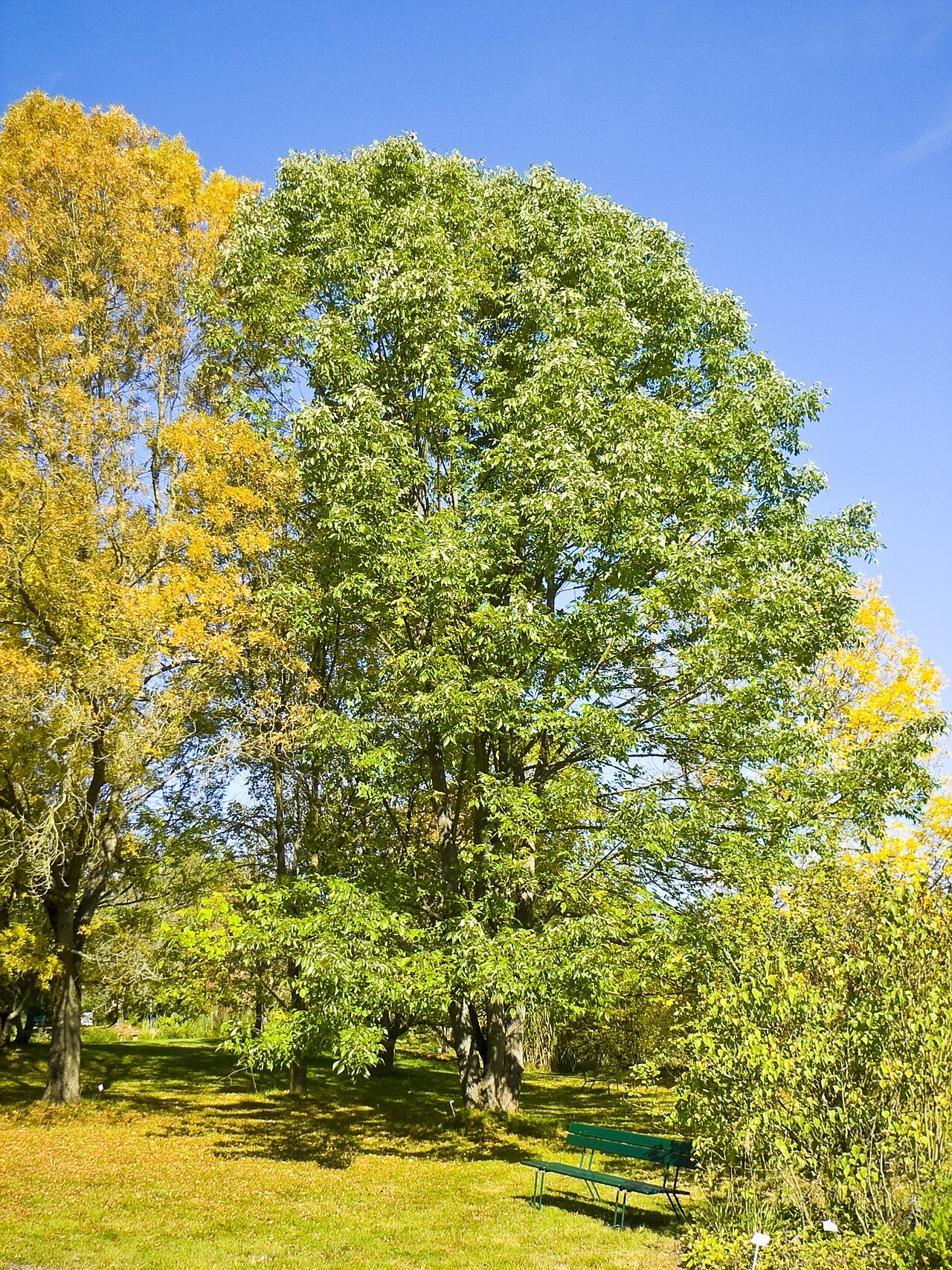 Fraxinus americana reference