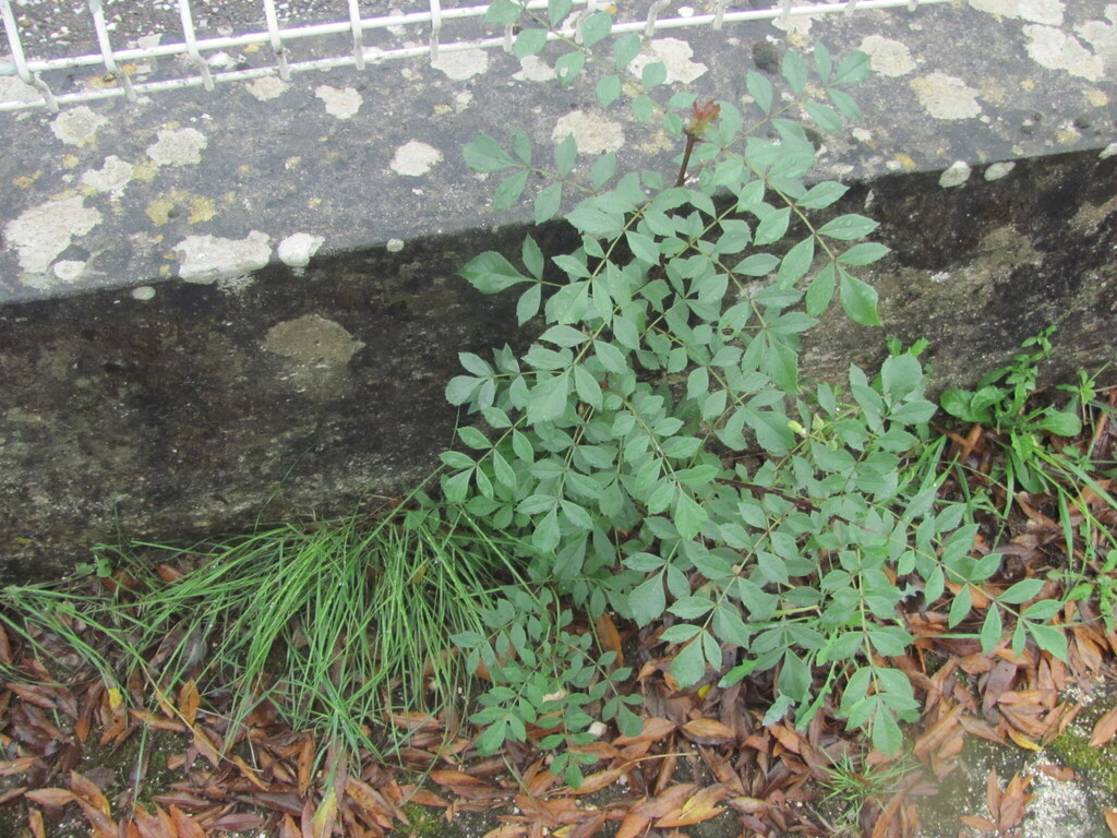 Narrow-leaved Ash reference