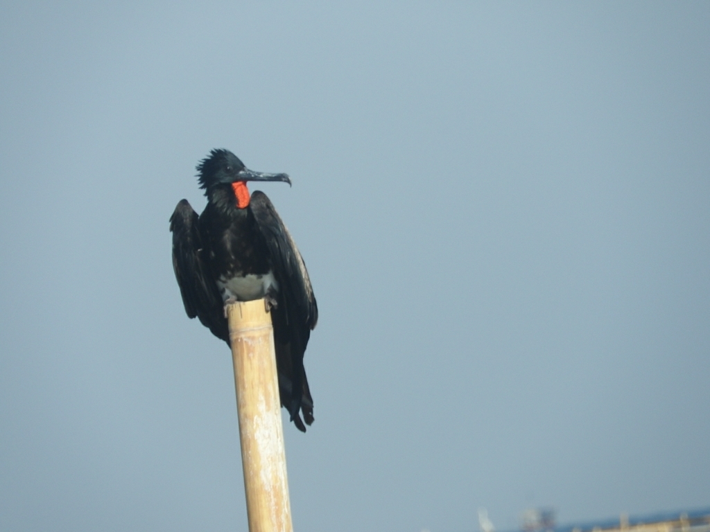 Christmas Island Frigatebird reference