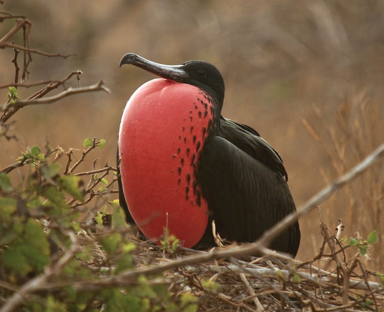 Magnificent Frigatebird reference