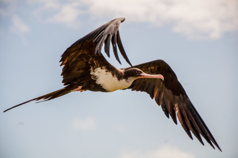 Great Frigatebird reference