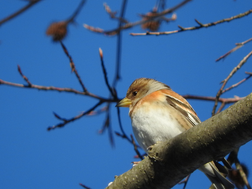 Brambling reference