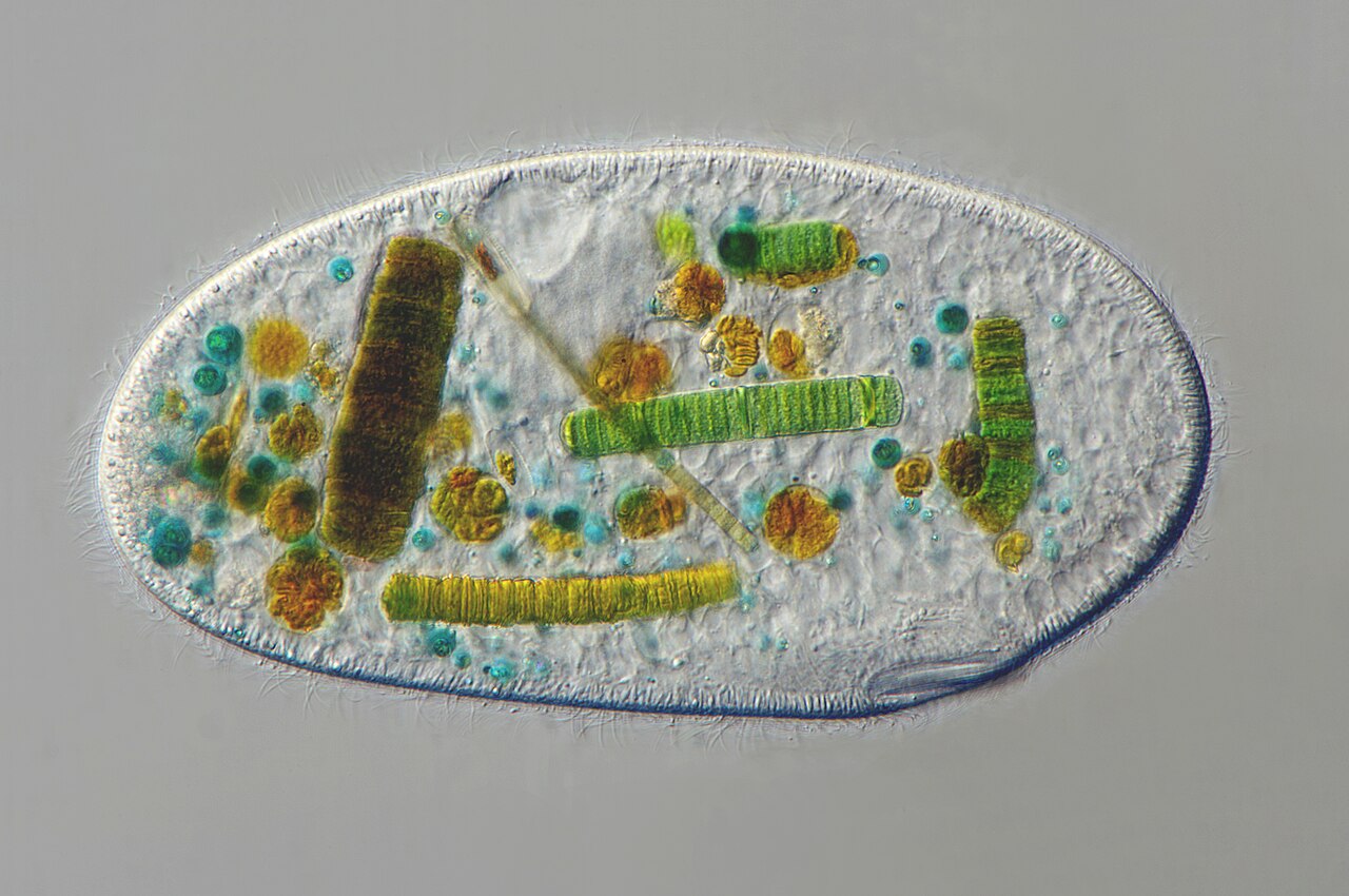 Frontonia leucas reference
